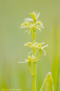 Liparis loeselii / Sumpf-Glanzständel / fen orchid