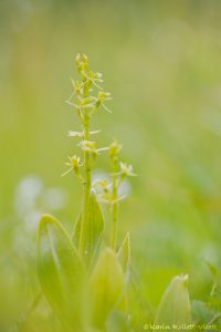 Liparis loeselii / Sumpf-Glanzständel / fen orchid