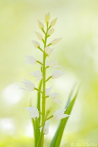 longifolia_160987