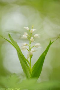 longifolia_198932