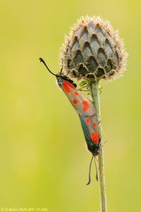 Zygaena loti / Beilfleck-Widderchen / Slender scotch burnet