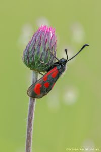 Zygaena loti / Beilfleck-Widderchen / Slender scotch burnet