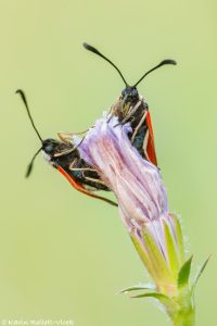 Zygaena loti / Beilfleck-Widderchen / Slender scotch burnet