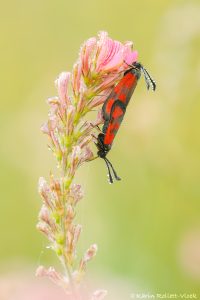 Zygaena loti / Beilfleck-Widderchen / Slender scotch burnet