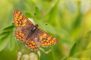 Hamearis lucina / Schlüsselblumen-Würfelfalter / Duke of burgundy fritillary