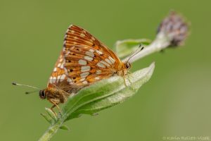 Hamearis lucina / Schlüsselblumen-Würfelfalter / Duke of burgundy fritillary