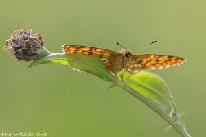 Hamearis lucina / Schlüsselblumen-Würfelfalter / Duke of burgundy fritillary