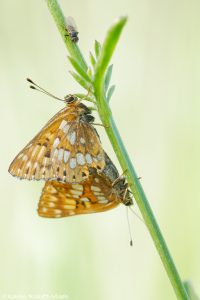 Hamearis lucina / Schlüsselblumen-Würfelfalter / Duke of burgundy fritillary