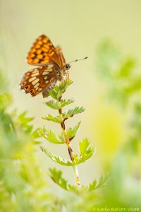 Hamearis lucina / Schlüsselblumen-Würfelfalter / Duke of burgundy fritillary