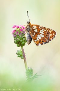 Hamearis lucina / Schlüsselblumen-Würfelfalter / Duke of burgundy fritillary