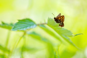 Hamearis lucina / Schlüsselblumen-Würfelfalter / Duke of burgundy fritillary