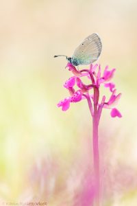 Glaucopsyche alexis / Alexis-Bläuling / Green-underside blue