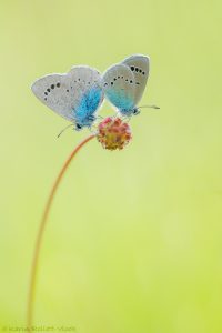 Glaucopsyche alexis / Alexis-Bläuling / Green-underside blue