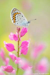 Plebejus argyrognomon / Kronwicken-Bläuling / Reverdin's blue