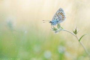 Lysandra bellargus / Himmelblauer Bläuling / Adonis blue