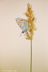 Polyommatus eros / Eros-Bläuling / Eros blue