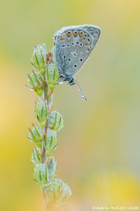 Polyommatus eros / Eros-Bläuling / Eros blue