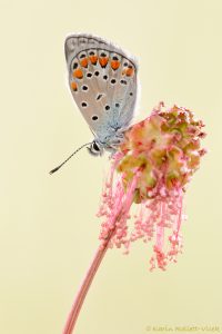 Polyommatus escheri / Escher Bläuling / Escher's blue