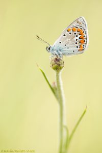 Polyommatus escheri / Escher Bläuling / Escher's blue