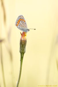 Polyommatus escheri / Escher Bläuling / Escher's blue