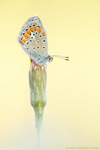 Polyommatus escheri / Escher Bläuling / Escher's blue