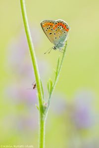 Polyommatus escheri / Escher Bläuling / Escher's blue