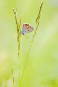 Polyommatus escheri / Escher Bläuling / Escher's blue