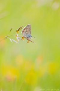 Polyommatus escheri / Escher Bläuling / Escher's blue