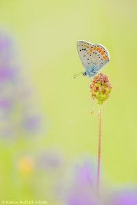 Polyommatus escheri / Escher Bläuling / Escher's blue