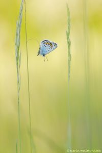 Plebejus idas / Idas-Bläuling, Ginster-Bläuling / Idas blue