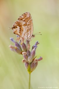 Cacyreus marshalli / Pelargonien-Bläuling / Geranium bronze