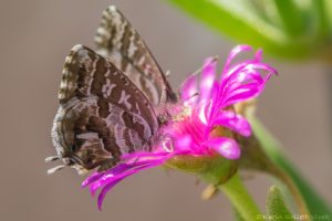 Cacyreus marshalli / Pelargonien-Bläuling / Geranium bronze