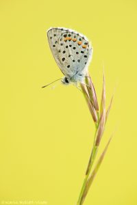 Pseudophilotes vicrama / Östlicher Quendelbläuling / Eastern baton blue