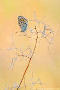 Pseudophilotes vicrama / Östlicher Quendelbläuling / Eastern baton blue