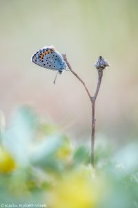 Pseudophilotes vicrama / Östlicher Quendelbläuling / Eastern baton blue