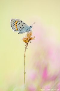 Pseudophilotes vicrama / Östlicher Quendelbläuling / Eastern baton blue