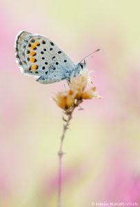 Pseudophilotes vicrama / Östlicher Quendelbläuling / Eastern baton blue