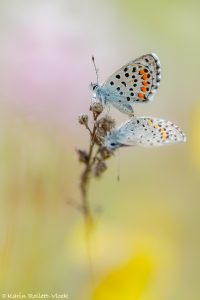 Pseudophilotes vicrama / Östlicher Quendelbläuling / Eastern baton blue