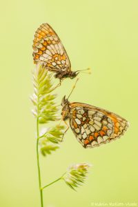 Melitaea athalia / Wachtelweizen-Scheckenfalter / Heath fritillary