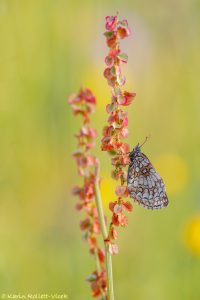 Melitaea athalia / Wachtelweizen-Scheckenfalter / Heath fritillary