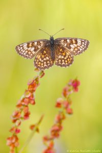 Melitaea athalia / Wachtelweizen-Scheckenfalter / Heath fritillary