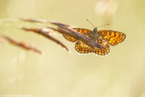 Melitaea athalia / Wachtelweizen-Scheckenfalter / Heath fritillary