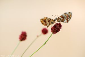 Melitaea athalia / Wachtelweizen-Scheckenfalter / Heath fritillary