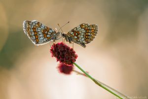 Melitaea athalia / Wachtelweizen-Scheckenfalter / Heath fritillary