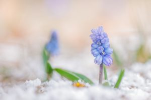 Muscari azureum / Himmelblau-Traubenhyazinthe