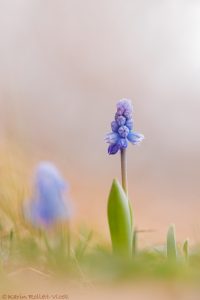 Muscari azureum / Himmelblau-Traubenhyazinthe