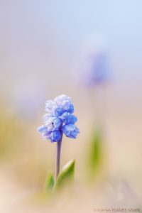 Muscari azureum / Himmelblau-Traubenhyazinthe