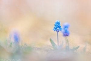 Muscari azureum / Himmelblau-Traubenhyazinthe