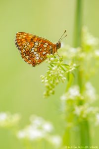 Melitaea diamina / Baldrian-Scheckenfalter/ False heath fritillary