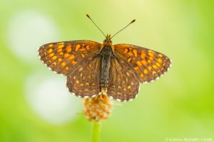 Melitaea diamina / Baldrian-Scheckenfalter/ False heath fritillary